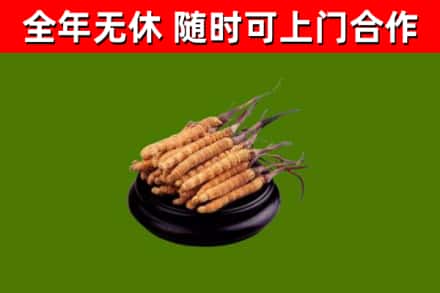吉水县回收散虫草