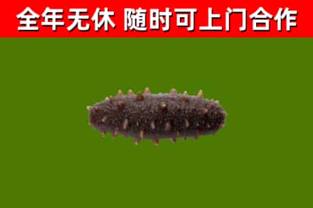 吉水县回收海参干